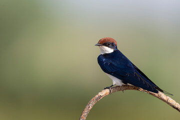 Wire-tailed swallow.
The wire-tailed swallow is a small passerine bird in the swallow family. 