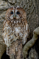 Tawny Owl (Strix aluco) with brown feathers and big black eyes, night time hunting owl known for it's Twit - Too call