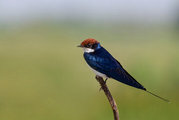 Wire-tailed swallow.
The wire-tailed swallow is a small passerine bird in the swallow family. 