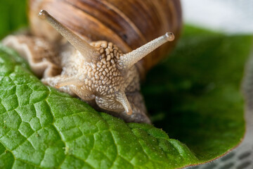 Snail on a sheet of a coil plan