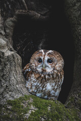 Tawny Owl, Tawny, female, Strix aluco, owl, bird, animal, wildlife, nature, beak, predator, prey, wild, eyes, feathers, brown, hunter, portrait, little owl, eagle, night, tawny, raptor, feather, eye, 