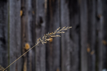 dry grass against the background of old boards