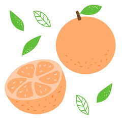 Orange fruit with leaves. Vector illustration with two oranges whole and half. Perfect for juice packaging design or grocery store design