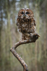 Tawny Owl (Strix aluco) perched on a branch in woodland with brown feathers and big black eyes, night time hunting owl known for it's Twit - Too call