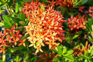 red and yellow flowers