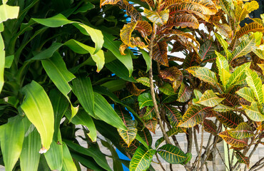 Green and yellow leaves