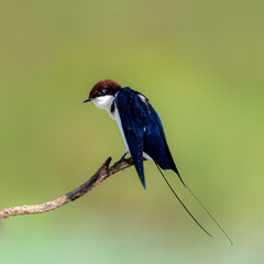 Wire tailed-swallow.
The wire-tailed swallow is a small passerine bird in the swallow family.