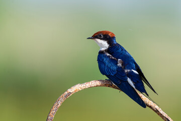 Wire tailed-swallow.
The wire-tailed swallow is a small passerine bird in the swallow family.