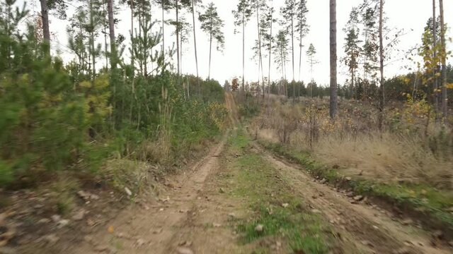 Drone view of the forest and tree tops, road and blue sky, on an autumn day in bad weather