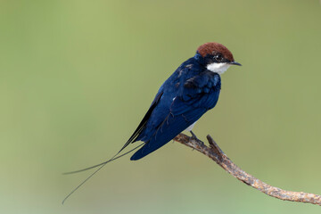 Wire tailed-swallow.
The wire-tailed swallow is a small passerine bird in the swallow family.