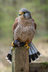 European Kestrel perched with prey. Adult male Kestrel bird of prey against a blurred green backdrop
