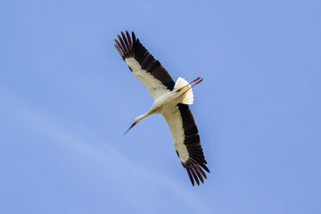 Obraz premium Storch