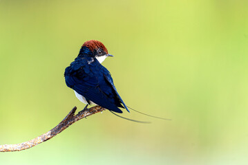 Wire tailed-swallow.
The wire-tailed swallow is a small passerine bird in the swallow family.