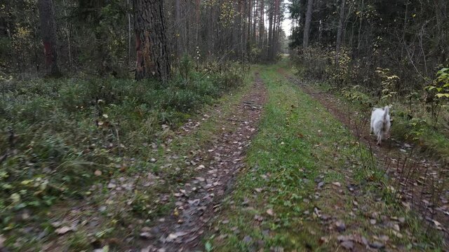 Drone view of the forest and tree tops, road and blue sky, on an autumn day in bad weather