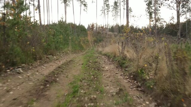 Drone view of the forest and tree tops, road and blue sky, on an autumn day in bad weather