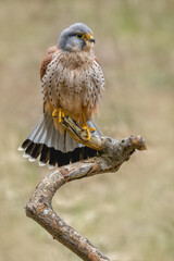 European adult male Kestrel ( Falco tinnunculus ) photographed in the United Kingdom. Photo showing patterned chest feathers and hook beak