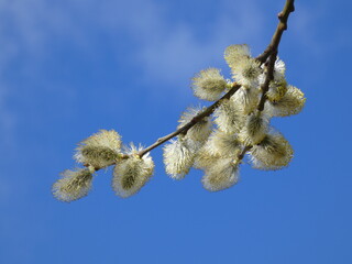 A branch of pussy willow tree with withering yellow catkins (Salix caprea) under blue sky, Gdansk, Poland