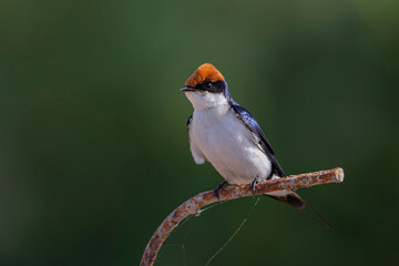 Wire tailed-swallow.
The wire-tailed swallow is a small passerine bird in the swallow family.