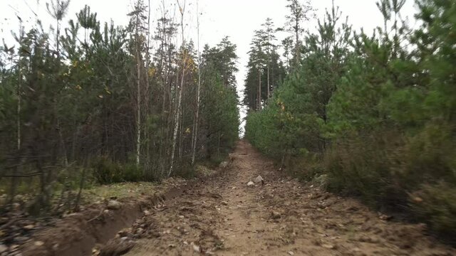 Drone view of the forest and tree tops, road and blue sky, on an autumn day in bad weather