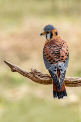 American Kestrel small bird of prey found in North America. Wild raptor. Hooked beak and small hovering bird of prey