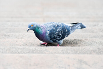 close up of a pigeon