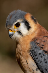 American Kestrel small bird of prey found in North America. Wild raptor. Hooked beak and small hovering bird of prey