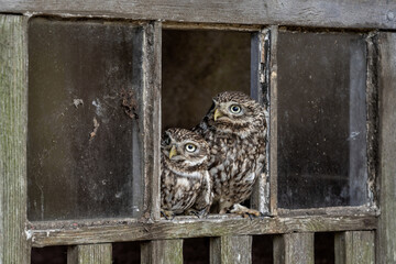 Little Owl pair in an old barn window looking out, European Little owls (Athene noctua) diurnal bird of prey 