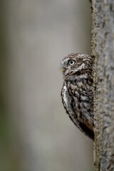 European Little Owl (Athene noctua) in the Yorkshire Countryside camouflaged against a tree