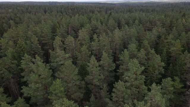 Drone view of the forest and tree tops, road and blue sky, on an autumn day in bad weather