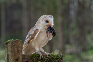 Adult European Barn Owl (tyto alba) with dead prey hanging from its beak. Nocturnal hunting Bird of...