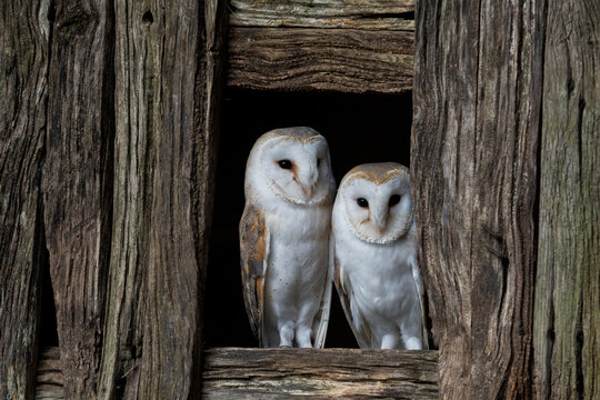 Barn Owls, adult male and female European Barn owls (tyto alba) in a small barn window looking out. 