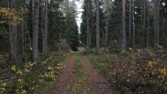 Drone view of the forest and tree tops, road and blue sky, on an autumn day in bad weather