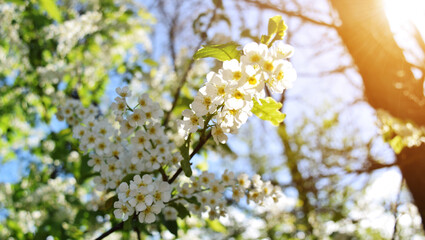 Spring flowering background. Beautiful nature scene with a flowering tree and sun flares. Sunny day. Spring flowers. Beautiful garden. Abstract blurred background. In the spring