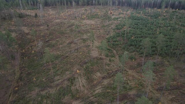 Drone view of the forest and tree tops, road and blue sky, on an autumn day in bad weather