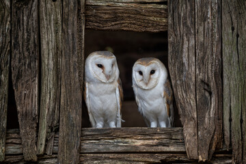 European Barn owl pair of male and female white owls (Tyto Alba) looking out of a barn window. 