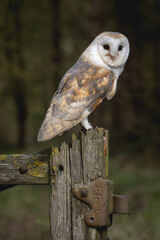 Barn Owl (tyto alba) adult male white nocturnal owl in the United Kingdom photographed in Yorkshire near York. Night time hunting bird of prey. 