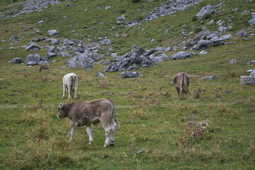 cows grazing and drinking water in the Soaso circus in the Ordesa y Monte Perdido National Park, in...