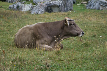 cows grazing and drinking water in the Soaso circus in the Ordesa y Monte Perdido National Park, in the Aragonese Pyrenees, located in Huesca, Spain.