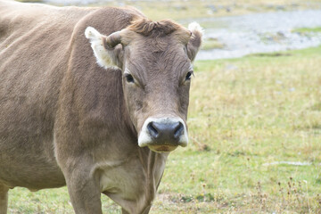 cows grazing and drinking water in the Soaso circus in the Ordesa y Monte Perdido National Park, in the Aragonese Pyrenees, located in Huesca, Spain.