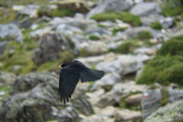 birds in the Soaso circus in the Ordesa y Monte Perdido National Park, in the Aragonese Pyrenees, located in Huesca, Spain.