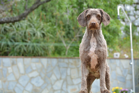 perro de aguas español recien pelado
