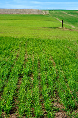Fototapeta na wymiar rows of young shoots of green wheat in spring