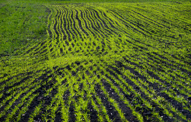 pattern rows of green young grass planted with wheat or rye field