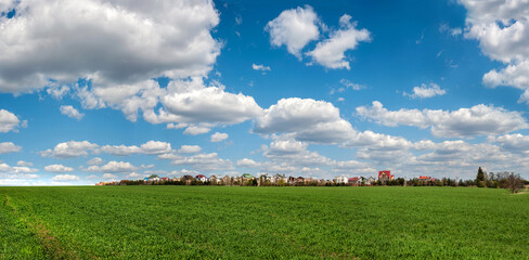panorama of green wheat young shoots in spring, village with beautiful sky clouds