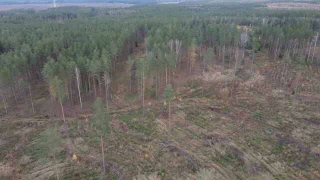 Drone view of the forest and tree tops, road and blue sky, on an autumn day in bad weather