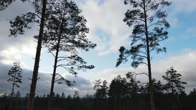 Drone view of the forest and tree tops, road and blue sky, on an autumn day in bad weather