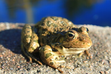 Leopard Frog (Lithobates)