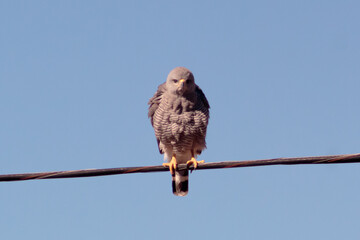 Aguililla gris (Buteo plagiatus)