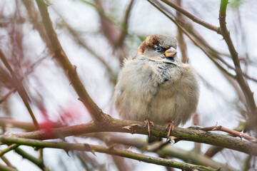 House sparrow sitting in a shrub. Wild bird in winter.