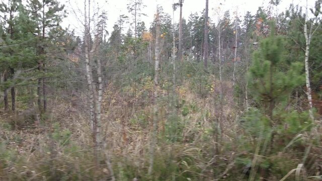 Drone view of the forest and tree tops, road and blue sky, on an autumn day in bad weather